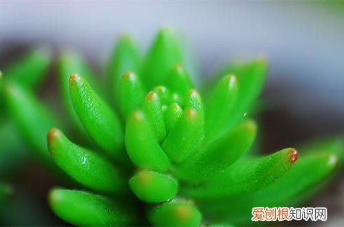 图 白花小松怎么养 白花小松的养殖方法和注意事项