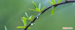 描写春天的雨的景物 春风化雨描写了春天的哪些景物