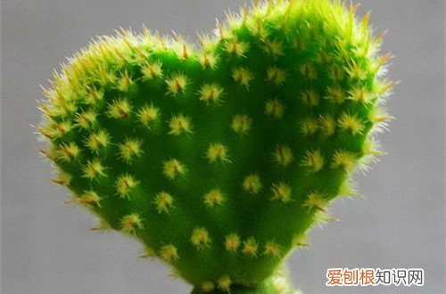图 仙人掌要在什么样的环境下生长(仙人掌的生长环境和生长特征)