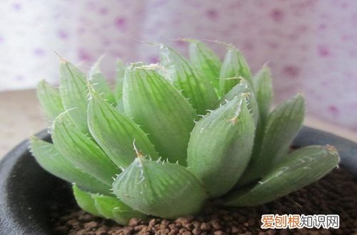 图 三角琉璃莲怎么养 三角琉璃莲的养殖方法和注意事项