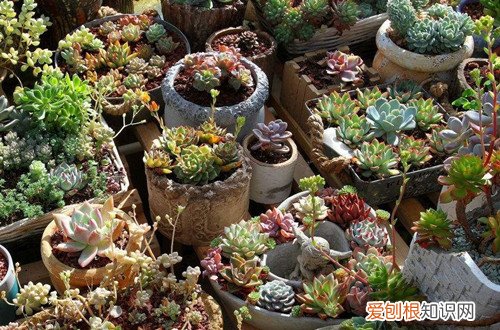 图 多肉植物夏天怎么浇水 夏天多肉多长时间浇水一次