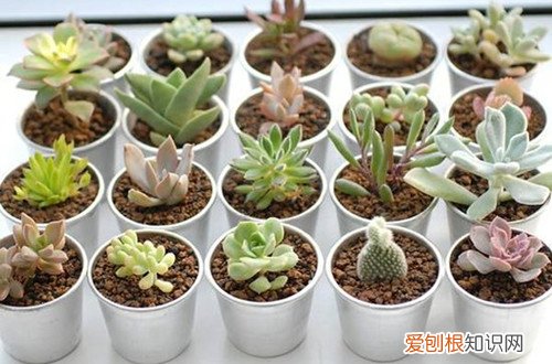 图 多肉植物夏天怎么浇水 夏天多肉多长时间浇水一次