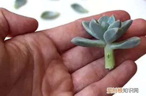 图 怎么防止多肉徒长 徒长后的多肉怎么处理