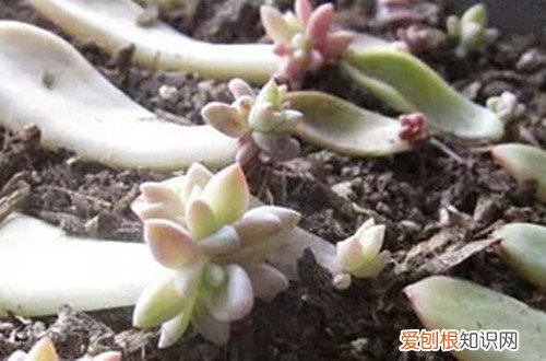图 怎么防止多肉徒长 徒长后的多肉怎么处理