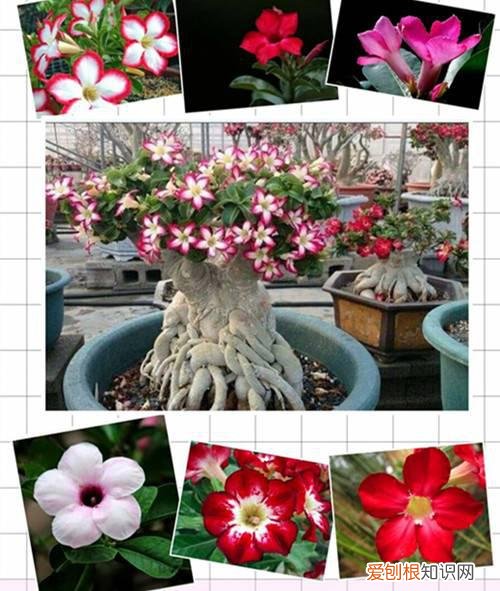 高档盆花沙漠玫瑰的养护要点 三喜三忌要切记！