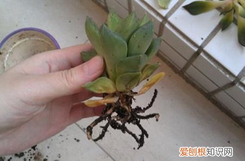 图 肉肉根烂了是怎么回事 怎么办