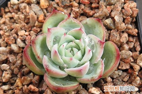 图 水晶玫瑰多肉怎么养 水晶玫瑰多肉的养殖方法和注意事项