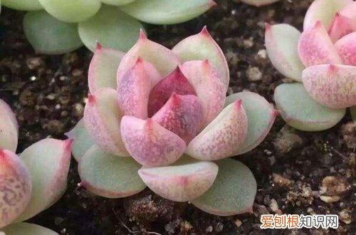 图 水晶玫瑰多肉怎么养 水晶玫瑰多肉的养殖方法和注意事项