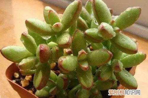 图 多肉植物夏季到底可不可以淋雨呢(多肉夏季能淋雨吗)