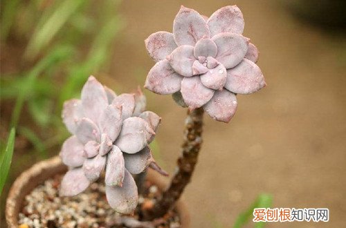 图 多肉植物夏季到底可不可以淋雨呢(多肉夏季能淋雨吗)