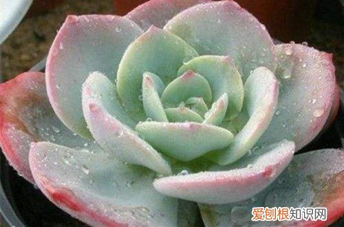 图 多肉植物夏季到底可不可以淋雨呢(多肉夏季能淋雨吗)
