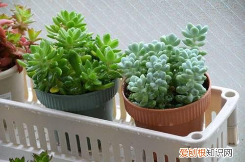 图 多肉植物夏季到底可不可以淋雨呢(多肉夏季能淋雨吗)