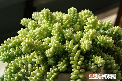 图 玉缀多肉冬季怎么养 有哪些注意事项