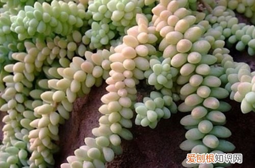 图 玉缀多肉冬季怎么养 有哪些注意事项