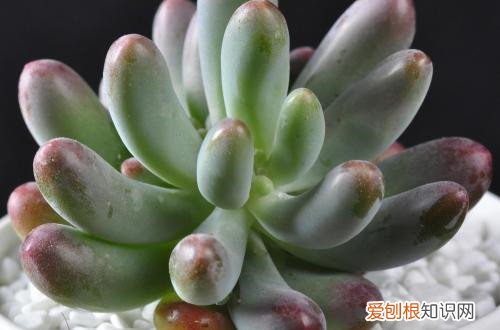 图 夏季休眠的多肉植物有哪些 夏天多肉植物休眠的养护方法