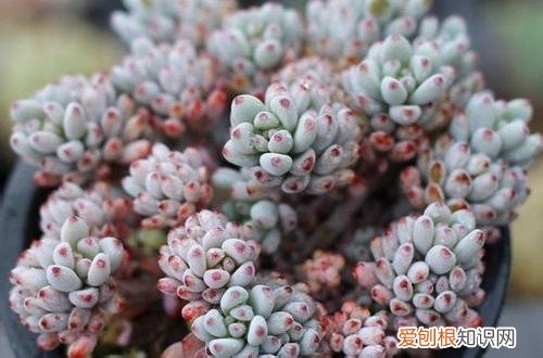 图 夏季休眠的多肉植物有哪些 夏天多肉植物休眠的养护方法