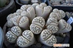 图 夏季休眠的多肉植物有哪些 夏天多肉植物休眠的养护方法