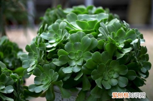 图 冬天冻不死 不怕冷不怕冻的多肉植物有哪些