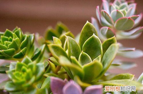 图 多肉冻伤怎么办 多肉冻伤怎么处理