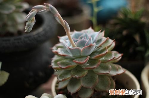 图 多肉植物蓝石莲怎么养 多肉植物蓝石莲的养殖方法和注意事项