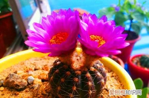 图 什么仙人球开花好看 开花好看的仙人球有哪些