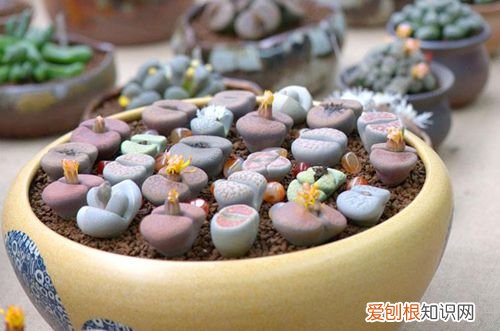 图 怎样养好生石花 如何养好生石花