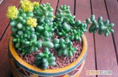 图 绿龟之卵怎么叶插 绿龟之卵叶插方法