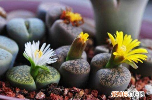 图 生石花发芽后怎么移苗 生石花发芽后如何养护