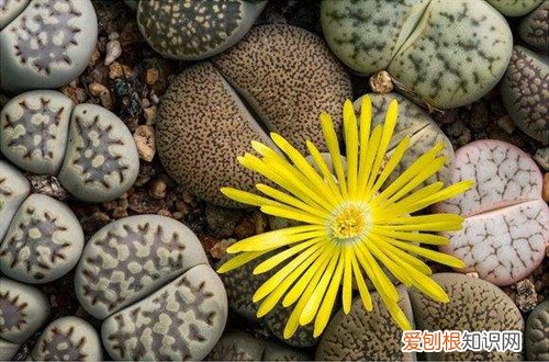 图 生石花发芽后怎么移苗 生石花发芽后如何养护