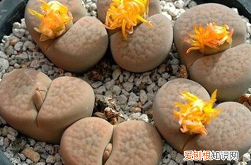 图 生石花发芽后怎么移苗 生石花发芽后如何养护