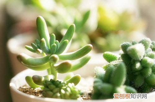 图 春天多肉植物怎么浇水 春天多肉植物怎么养