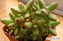 图 春天多肉植物怎么浇水 春天多肉植物怎么养