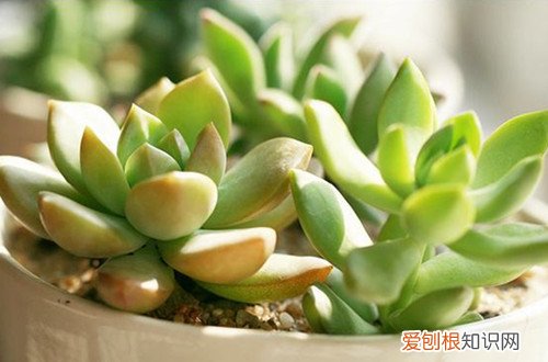 图 春天多肉植物怎么浇水 春天多肉植物怎么养