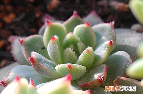 图 玫瑰莲怎么养 玫瑰莲的养殖方法和注意事项