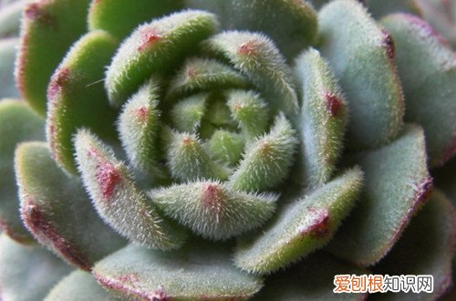图 玫瑰莲怎么养 玫瑰莲的养殖方法和注意事项