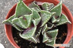 图 荒波的种植及养护技巧 多肉植物荒波怎么养