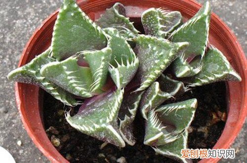 图 荒波的种植及养护技巧 多肉植物荒波怎么养