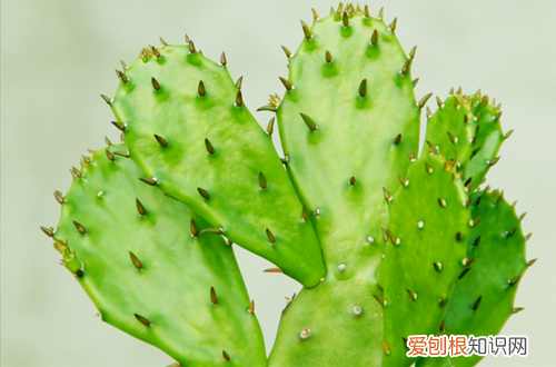 图 仙人掌冬天会冻死吗 仙人掌冬天怎么养
