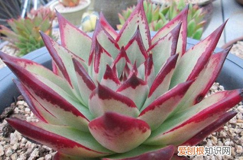 图 乌木叶片可以叶插吗 乌木叶片怎么叶插