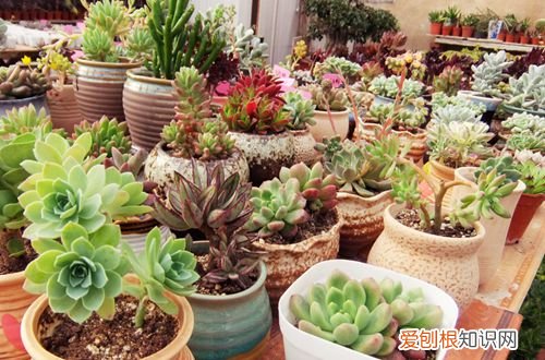 图 养多肉植物用什么盆 最适合养多肉的花盆