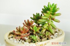 图 多肉植物水培要注意什么 水培多肉植物要怎么养护
