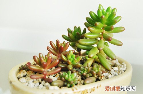 图 多肉植物水培要注意什么 水培多肉植物要怎么养护