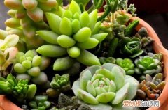 图 常见多肉植物种植养护问题解答(养殖多肉植物的基础知识)