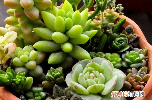 图 常见多肉植物种植养护问题解答(养殖多肉植物的基础知识)