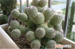 图 习志野播种怎么配土 习志野用什么土养