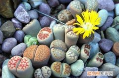 图 生石花夏天怎么浇水 生石花浇水方法