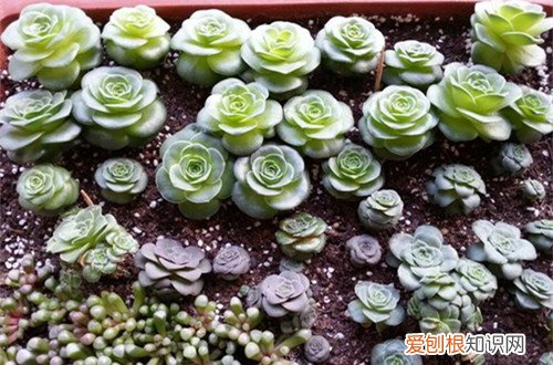 图 山地玫瑰怎么播种，山地玫瑰的播种方法(山地玫瑰播种教程)