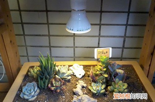 图 室内养多肉植物用哪种补光灯好？(多肉植物补光灯管用吗)