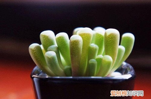 图 五十铃玉蔫了怎么办 五十铃玉蔫了的原因