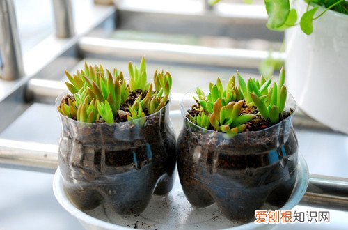 图 夏天多肉植物如何种植养护 多肉植物的夏日养护方法